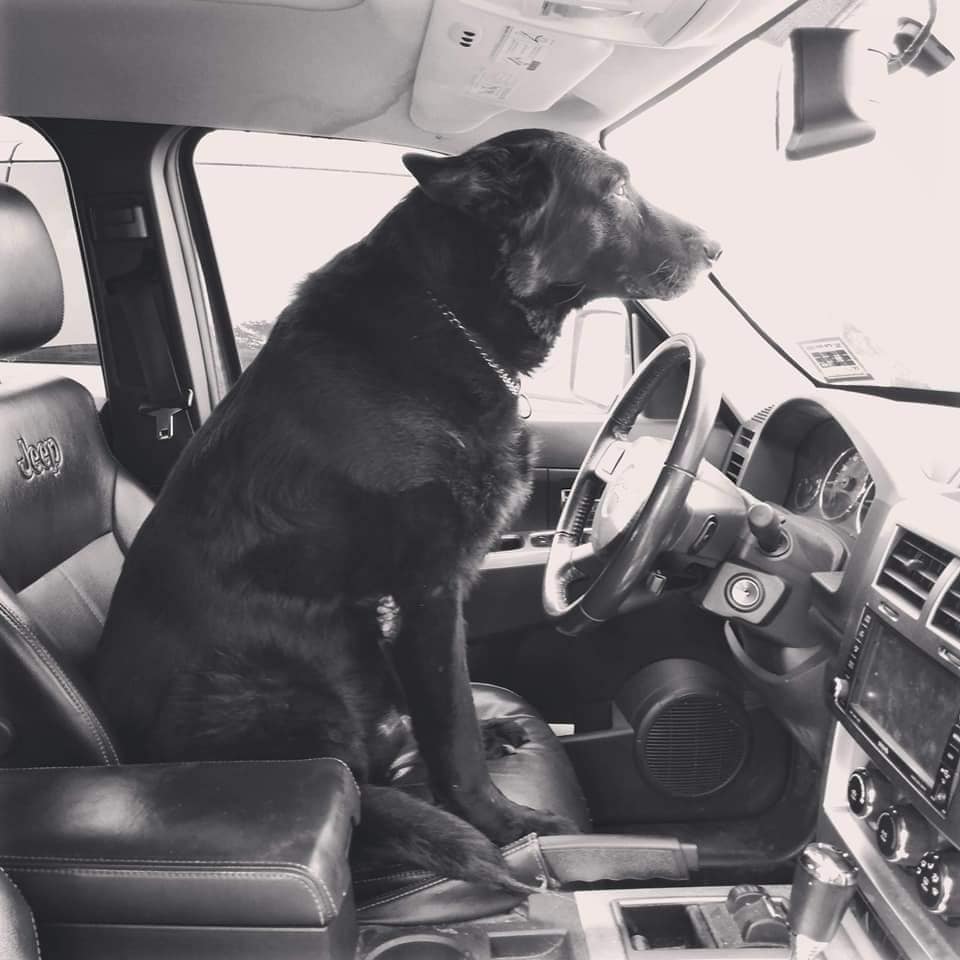 Frodo sitting in the drivers seat in vehicle